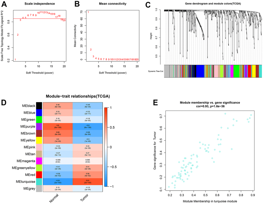 Identification of co-expression modules for miRNAs by WGCNA. (A, B) The scale-free fit index and the mean connectivity for various soft-thresholding powers (β) were optimized. (C) Cluster dendrogram of miRNAs based on the 1-TOM. (D) Heatmap of the correlation between module eigengenes and sample types. (E) Scatter plot of module eigengenes for ccRCC samples in the turquoise module.