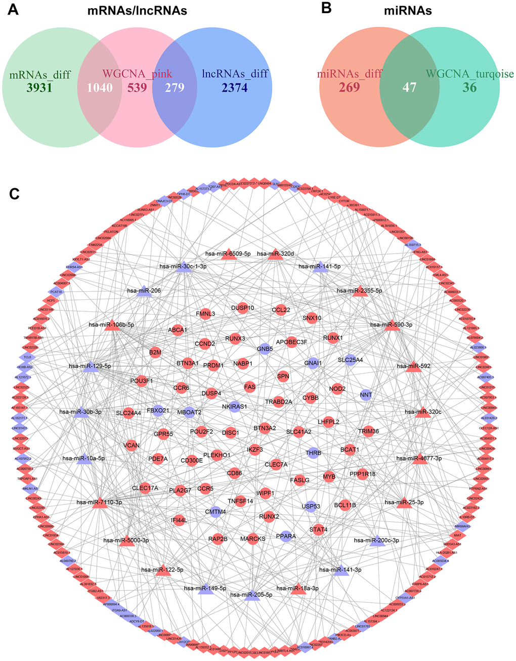 Construction of the ceRNA network in ccRCC. (A) Overlapping mRNAs and lncRNAs between differential gene expression analysis and WGCNA. (B) Overlapping miRNAs between differential gene expression analysis and WGCNA. (C) The ceRNA network was comprised of 144 lncRNAs, 23 miRNAs, and 62 mRNAs; red nodes represent up-regulation, and blue nodes represent down-regulation; diamond nodes represent lncRNAs, triangle nodes represent miRNAs, and ellipse nodes represent mRNAs.