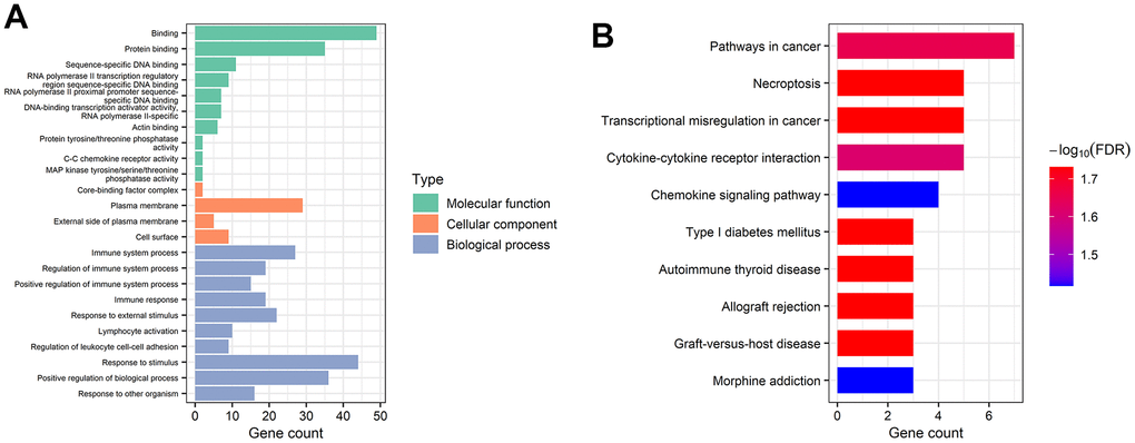 Gene functional enrichment analysis of mRNAs in the ceRNA network. (A) Overrepresented GO terms for MF, CC, and BP. (B) The top 10 functionally enriched pathways were identified by KEGG analysis.