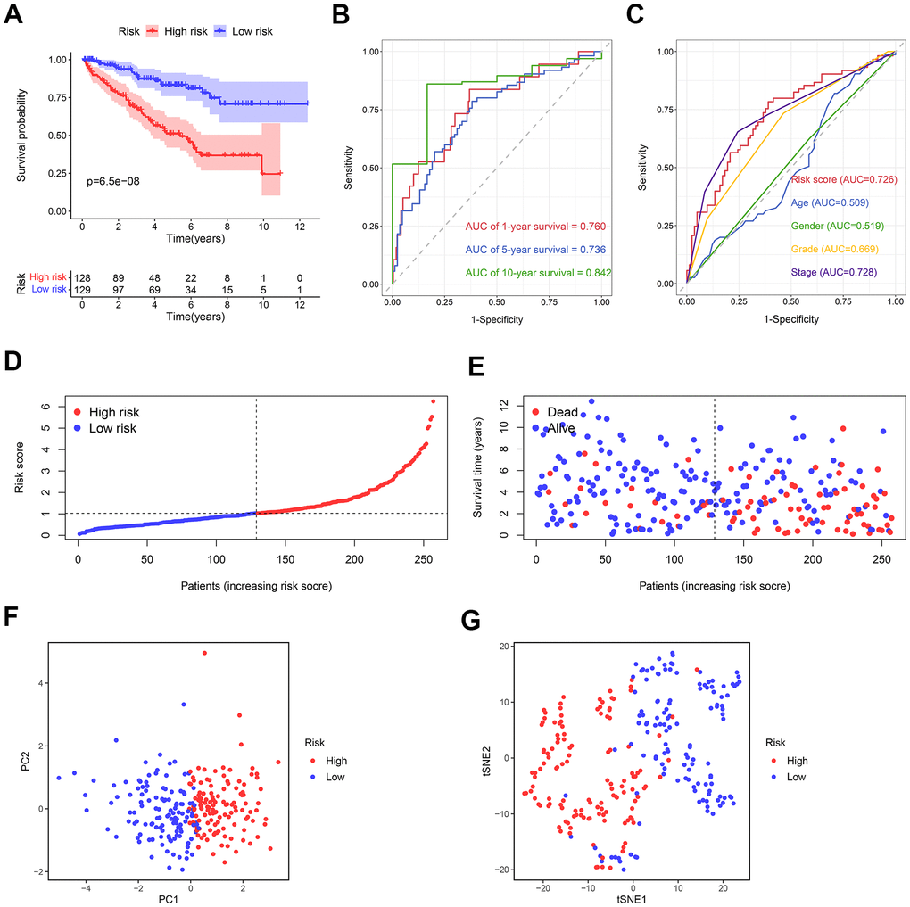 The predictive ability of the prognostic risk model in the training cohort. (A) The OS in the high- and low-risk groups. (B) ROC curves based on the prognostic risk model for predicting the 1-, 5-, and 10-year OS. (C) ROC curves based on the prognostic risk model and clinical parameters for predicting the 5-year OS. (D) Distribution of the risk score. (E) Correlation between the survival status and the risk score. (F) PCA for the high- and low-risk groups. (G) t-SNE analysis for the high- and low-risk groups.