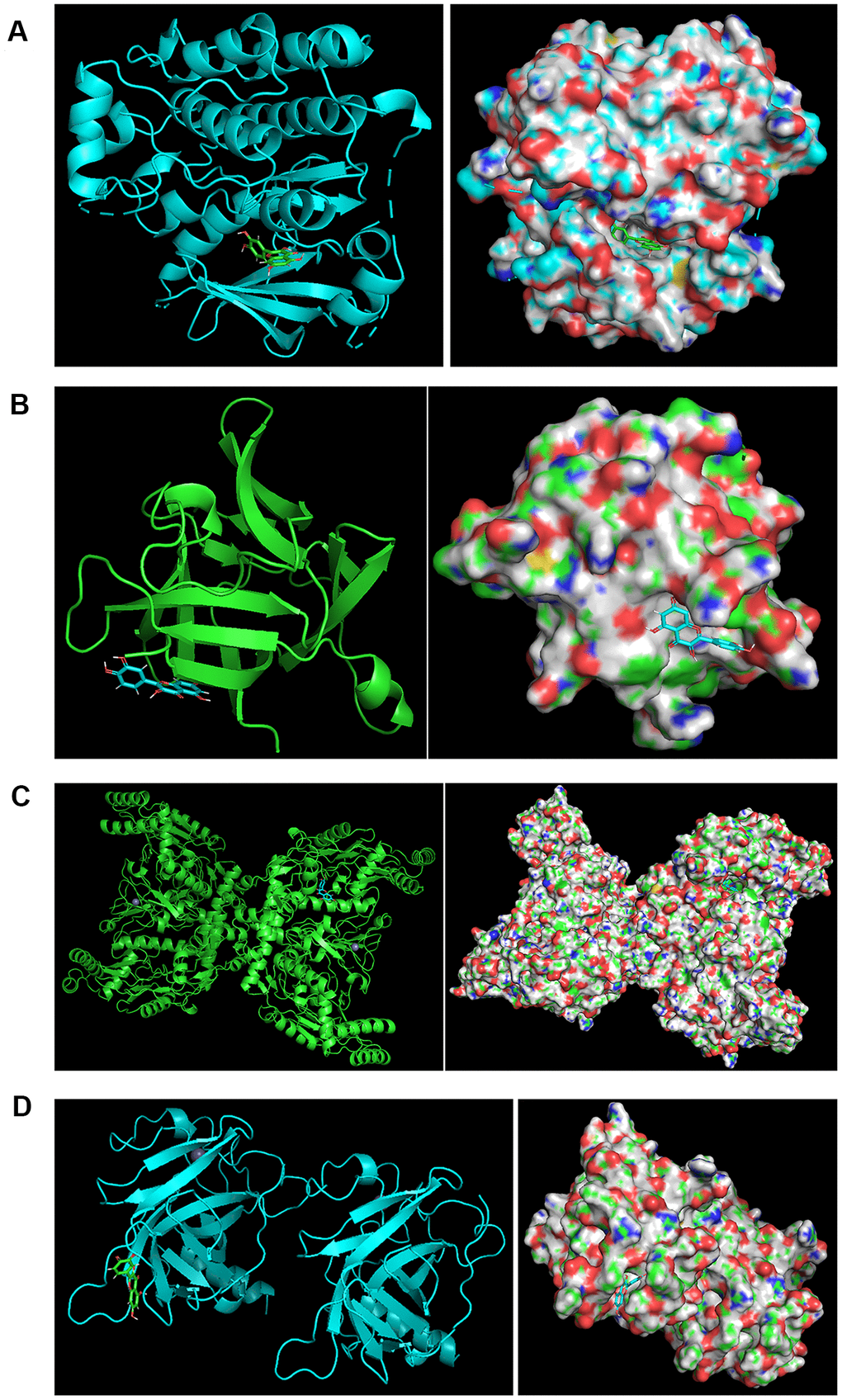 The binding modes. (A) The binding modes of quercetin and EGFR. The optimal binding modes of quercetin and EGFR (ΔG = −6.87 kcal/mol). Left: two-dimensional image; Right: three-dimensional image. (B) The binding modes of quercetin and IL1B. The optimal binding modes of quercetin and IL1B (ΔG = −4.84 kcal/mol). Left: two-dimensional image; Right: three-dimensional image. (C) The binding modes of quercetin and NOS3. The optimal binding modes of quercetin and NOS3 (ΔG = −7.12 kcal/mol). Left: two-dimensional image; Right: three-dimensional image. (D) The binding modes of quercetin and TP53. The optimal binding modes of quercetin and TP53 (ΔG = −6.15 kcal/mol). Left: two-dimensional image; Right: three-dimensional image.