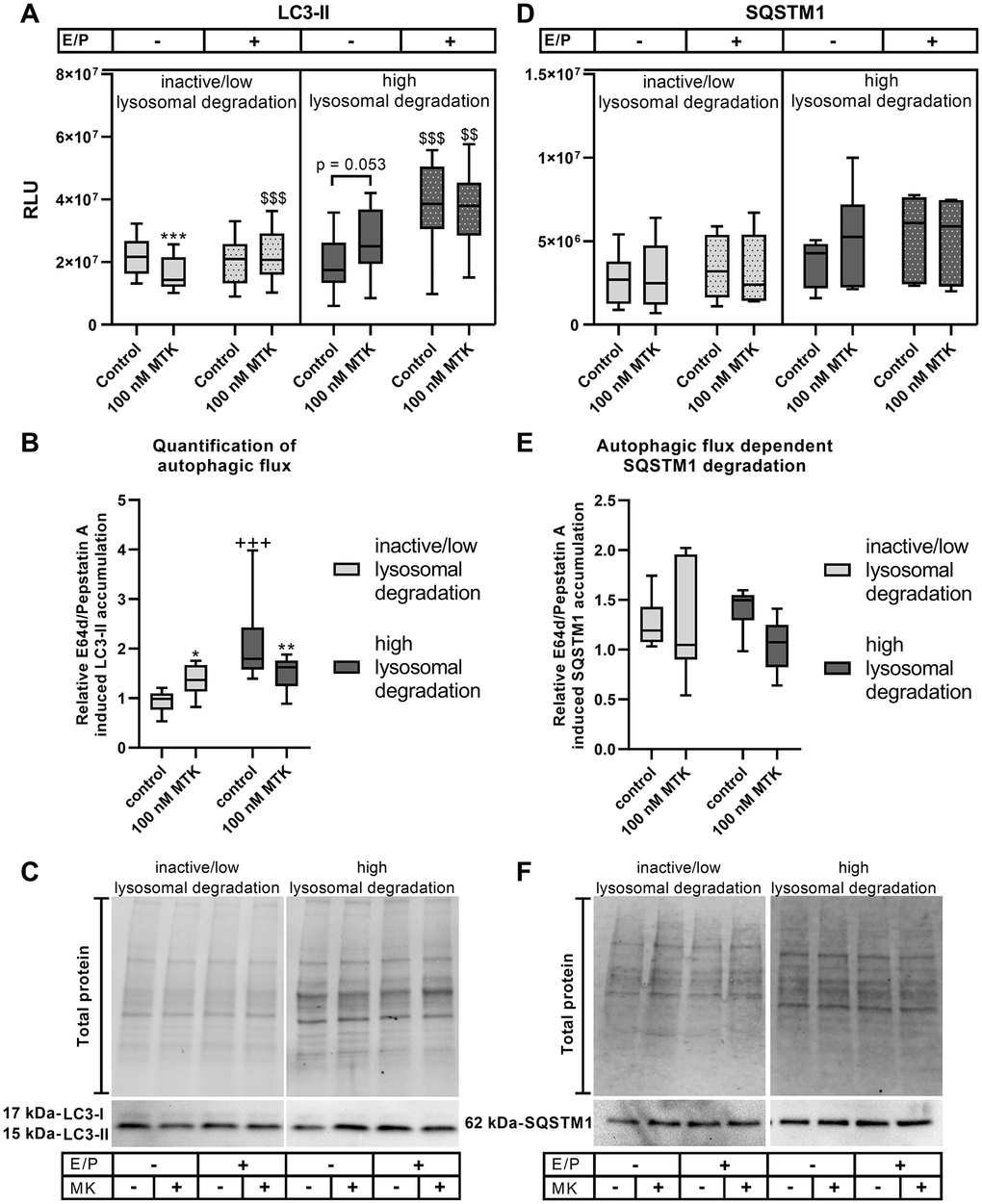 LC3-II and SQSTM1 protein expression in polarized ARPE-19 cells treated with MTK. (A) RLUs of LC3-II normalized to the amount of total loaded protein in polarized ARPE-19 cells treated with 100 nM MTK for 3 h in the absence and presence of lysosomal inhibitors E64d and pepstatin A (E/P). (B) Relative E64d/pepstatin A-induced LC3-II accumulation in control and MTK-treated polarized ARPE-19 cells. (C) Representative western blot analysis showing total protein loading, LC3-I and LC3-II expression in polarized ARPE-19 cells treated with MTK in the absence and presence of lysosomal inhibitors E/P. (D) RLUs of SQSTM1 normalized to the amount of total loaded protein in polarized ARPE-19 cells treated with 100 nM MTK for 3 h in the absence and presence of lysosomal inhibitors E/P. (E) Relative E64d/pepstatin A-induced SQSTM1 accumulation in control and MTK-treated polarized ARPE-19 cells. (F) Representative western blot analysis showing total protein loading and SQSTM1 expression in polarized ARPE-19 cells treated with MTK in the absence and presence of lysosomal inhibitors E/P. Western blot images are cropped showing areas of marked primary antibody interaction only. Samples were grouped into inactive/low (autophagic flux of control n = 8–10, SQSTM1: n = 6. The significance of differences (A, D) in LC3-II and SQSTM1 expression upon MTK treatment was calculated for both groups by repeated measures two-way ANOVA (main factors: lysosomal inhibition (matched) and MTK treatment (matched)) followed by a Tukey multiple comparison test. ***p $$$p $$p B, E) LC3-II and SQSTM1 accumulation upon MTK treatment was calculated by repeated measures two-way ANOVA (main factors: inactive/low and high lysosomal degradation and MTK treatment (matched)) followed by a Sidak multiple comparison test. **p *p +++p 