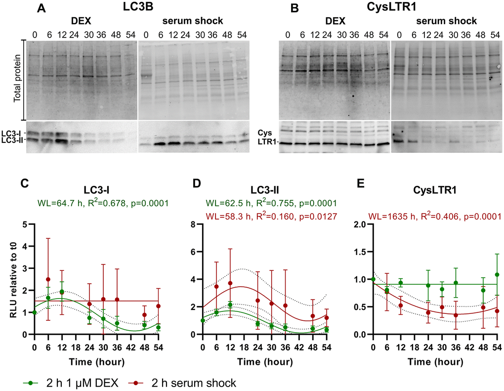 Time series of LC3-I, LC3-II and CysLTR1 protein expression upon DEX treatment and serum shock in polarized ARPE-19 cells over a 54-hour period measured every 6 hours. Representative western blot analysis showing total protein loading, (A) LC3-I and LC3-II and (B) CysLTR1 expression upon DEX treatment and serum shock in polarized ARPE-19 cells within 54 hours. RLU levels of (C) LC3-I, (D) LC3-II and (E) CysLTR1 upon DEX treatment (green) and serum shock (red) in polarized ARPE-19 cells within 54 hours. Values are represented as the mean ± SD; n = 3–5. Sine waves with nonzero baselines + confidence bands were generated with a comparison of fits (amplitude = 0 versus amplitude unconstrained). Abbreviation: WL: wavelength. Western blot images are cropped showing areas of marked primary antibody interaction only.
