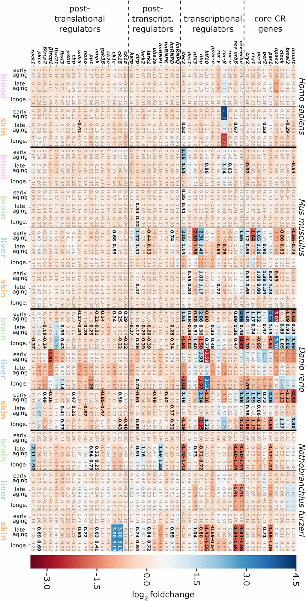 Heatmap representing log2 fold changes of the CR-related genes for the species, tissues and age categories investigated. DEG up-regulations in the course of aging are indicated by positive values displayed in blue, whereas down-regulations are shown by negative values in red. Significant gene expression alterations are highlighted in bold. The abbreviation longe. stands for the longevity age comparison (aged vs. old-age samples). For details, see the online supplement <a href="https://osf.io/9c3j4/" target="