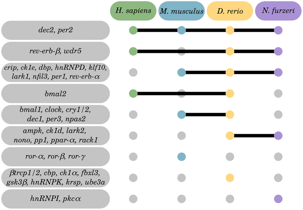 Inter-species overlap of CR-related genes regulated by aging. Of the 42 identified DEGs, 28 were identified within 2 or more species, and 14 DEGs to be species-specific. Tissue-specific Venn diagrams can be found in the online supplement: https://osf.io/3mgc6/.
