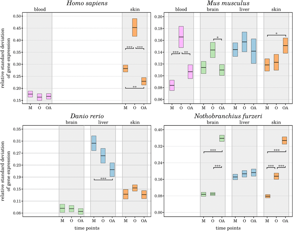 Age-dependent alterations in the robustness of CR-related gene expression. For the 3 age comparisons, different tissues, and species, the measured variance in the expression of CR-related genes is displayed as change in standard deviation. The extrema of the box plots represent the respective 2.5% percentiles. Age groups (M – mature, A – aged, OA – old-age) are compared for their statistical significance: *p-value ≤ 0.01, **p-value ≤ 0.001, ***p-value ≤ 0.0001. Details can be found in the online supplement: https://osf.io/g9uqz/.