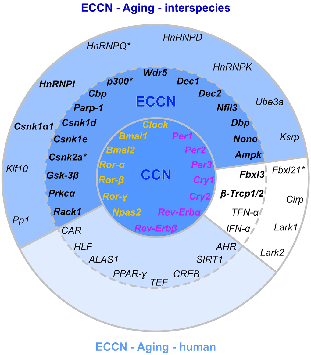 Matching of our CR-related DEGs evidenced to be regulated with aging with a curated human CR network. The core clock network (CCN; inner ring) is comprised of a positive (orange) and negative (purple) branch of core clock regulators and has been expanded to an extended core clock network (ECCN; middle ring) as determined by chronobiological meta-analyses in humans [84]. The majority of CR-related genes identified in the present study overlaps (represented in bold) with the human CCN (100% overlap) and ECCN (65.5% overlap). The ECCN was complemented by 13 CR-related genes defined by our aging-related interspecies approach (outer ring), two of which overlapped with newly designated CR genes (bold in outer ring [84]). By mapping to a curated biomedical aging database [101], 85% of the presented interspecies (dark blue background) or human (light blue background) CR-related genes were identified to be aging-associated. The remaining factors (white background) have not yet been annotated to aging but might represent new candidates. *, curated CR-related genes without age-related differential expression within the interspecies comparison.