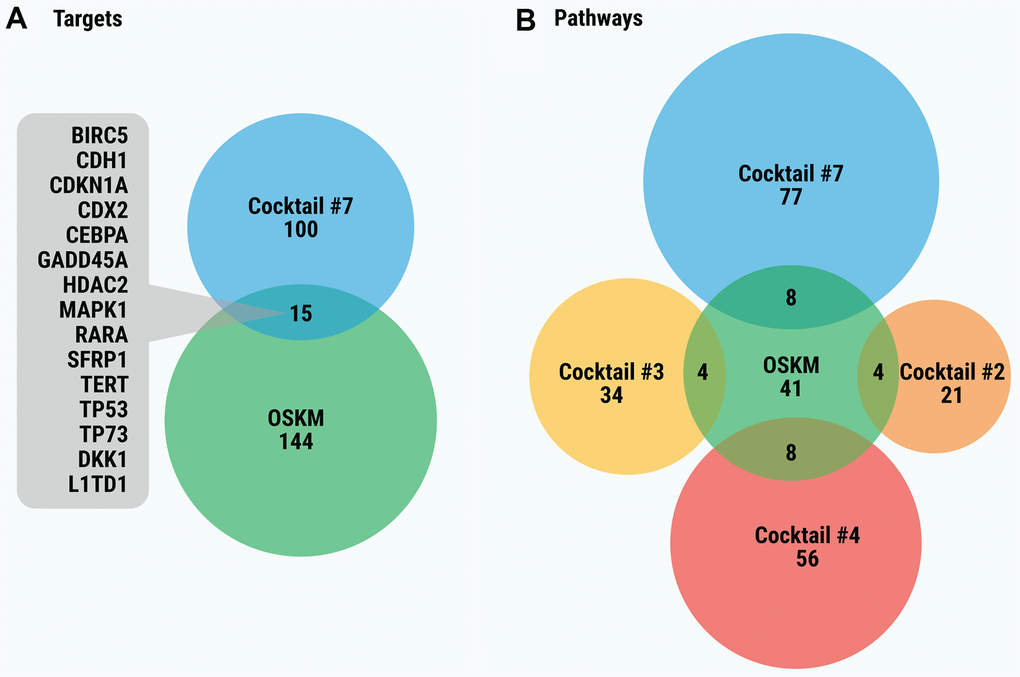(A) Venn diagram of the gene targets of OSKM significantly overlapping with gene targets of cocktails. (B) Venn diagram of significantly overlapping enriched pathways for gene targets of SM cocktails and of OSKM. In order to simplify the figure, only statistically significant overlaps between OSKM and cocktails are displayed. Overlaps between pairs of cocktails are not shown.