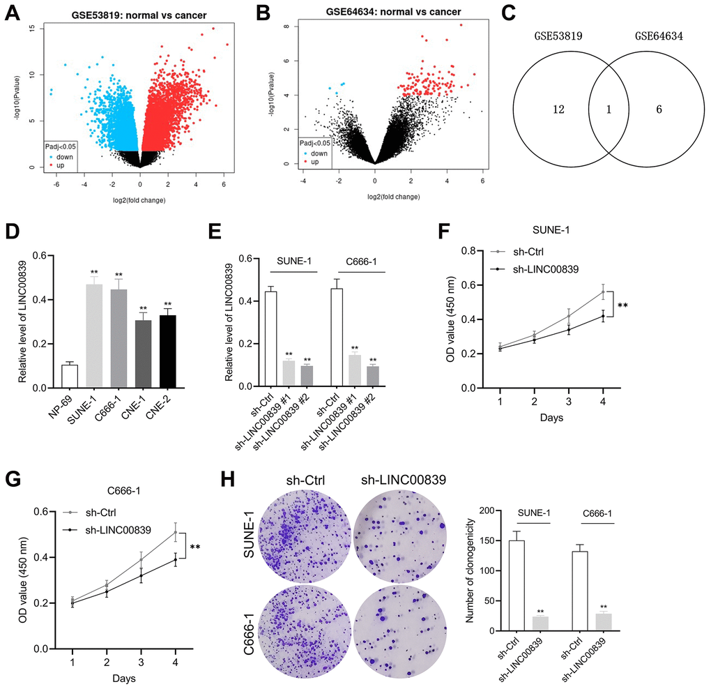 The expression and effect of LINC00839 on cell growth in NPC. (A, B) The differential gene expression in GSE53819 and GSE64634 data subsets was visualized using volcano plots. (C) Venn diagrams show the intersection of GSE53819 and GSE64634 data subsets. (D) qPCR examined LINC00839 expression in NPC cell lines (SUNE-1, CNE-1, C666-1 and CNE-2) compared with that in normal nasopharyngeal epidermal cell line NP-69. **P E) qPCR analysis testified LINC00839 expression in C666-1 and SUNE-1 cells after transfected with shRNA against LINC00839 (sh-LINC00839 # or sh-LINC00839 #2) or scrambled shRNA (sh-Ctrl). (F, G) After transfection, cell proliferation was determined by MTT assay. (H) The growth of NPC cells was determined by colony formation assay. **P 