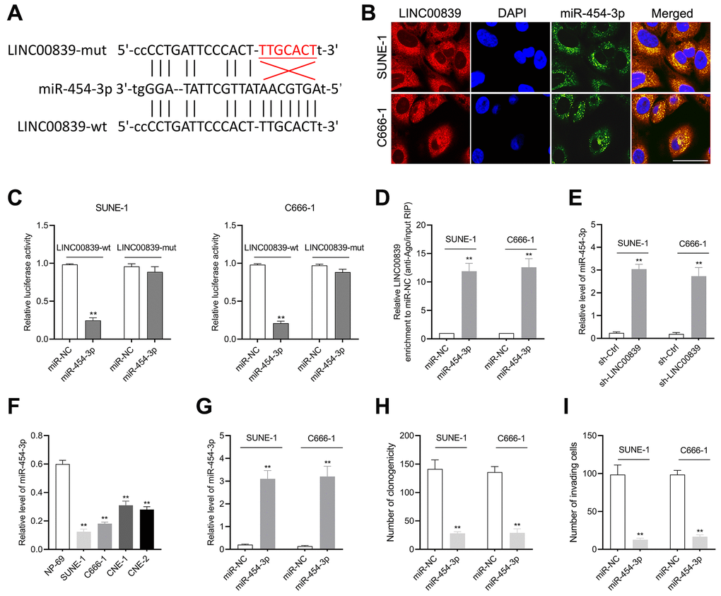 The relationship between LINC00839 and miR-454-3p in SUNE-1 and C666-1 cells. (A) Online software starBase showed the sequence alignment of miR-454-3p with the putative binding sites within LINC00839. (B) FISH analysis of the cellular colocalization of LINC00839 and miR-454-3p in SUNE-1 and C666-1 cell. Nuclei were stained with DAPI (scale bar, 20 μm). (C) The luciferase reporter assay demonstrated the influence of miR-454-3p on the luciferase activity in C666-1 and SUNE-1 cells transfected with LINC00839-wt or LINC00839-mut vector. (D) RIP assay was performed to further identify the potential binding of LINC00839 and miR-454-3p. (E) Levels of mIR-454-3p were detected by qPCR after cells transfected with sh-LINC00839. (F) qPCR examined miR-454-3p level in NPC cell lines (SUNE-1, CNE-1, C666-1 and CNE-2) compared with that in NP-69. **P G) qPCR analysis testified miR-454-3p expression in C666-1 and SUNE-1 cells after transfected with miR-NC or miR-454-3p mimic. (H) After transfection, the growth of NPC cells was determined by colony formation assay. (I) The invasion of NPC cells was analyzed using Transwell assay. **P 