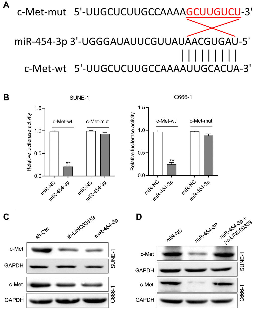 c-Met was a target gene for miR-454-3p. (A) The predicted miR-454-3p binding sites in the 3′-UTR of c-Met gene according to Targetscan. (B) Luciferase activity of wild-type (wt) or mutant (mut) c-Met 3′-UTR in SUNE-1 and C666-1 cells transfected with miR-454-3p mimic or miR-NC. **P C) Western blot detected the effect of miR-454-3p and sh-LINC00839 on c-Met protein expression in SUNE-1 and C666-1 cells. (D) SUNE-1 and C666-1 cells were transfected with miR-454-3p or co-transfected with miR-454-3p and pc-LINC00839. The expression of c-Met was determined by western blot.