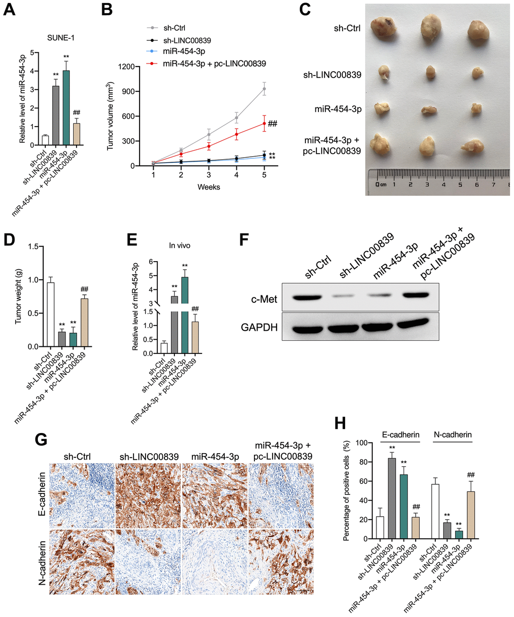 LINC00839 knockdown suppresses tumor growth in vivo. (A) SUNE-1 cells were transected with sh-LINC00839, or miR-454-3p mimic or co-transfected with miR-454-3p mimic and pc-LINC00839, the level was miR-454-3p was assessed by qPCR. (B) SNUE-1 cells were xenogenic transplanted into nude mice (n = 3). Tumor volumes were measured every week and the growth curve of xenograft tumors was drawn. (C) Representative images of xenograft tumors. (D) Tumor weight. (E) Expression levels of miR-454-3p in xenograft tumors were determined by qPCR. (F) Expression level of c-Met in xenograft tumors was determined by western blot. (G, H) Protein levels of E-cadherin and N-cadherin were examined by immunohistochemical staining. **P ##P 