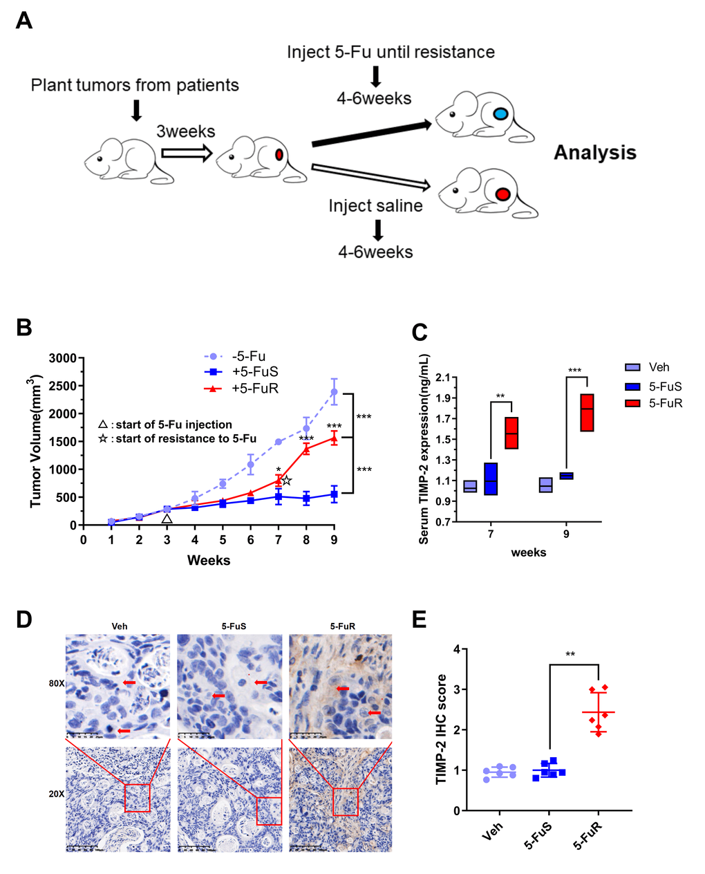 Activation of TIMP-2 in 5-Fu resistant PDX models of CRC in vivo. (A) Schematic presentation of the constructing of a PDX-drug resistance model. (B) Changes in tumor volumes for Veh, 5-FuS and 5-FuR group PDX mice models during the experiment. (C) Differences in TIMP-2 protein levels in Veh, 5-FuS and 5-FuR group PDX mice models. (D) IHC for typical TIMP-2 staining images of subcutaneous tumors formed in Veh, 5-FuS and 5-FuR group PDX mice models. (E) Semi-quantitative IHC staining scores for TIMP-2 as shown in Figure 3C. Data is presented as mean ± SD. Three mice and 6 tumors per experimental group. *p **p ***p t-test or two-way ANOVA.