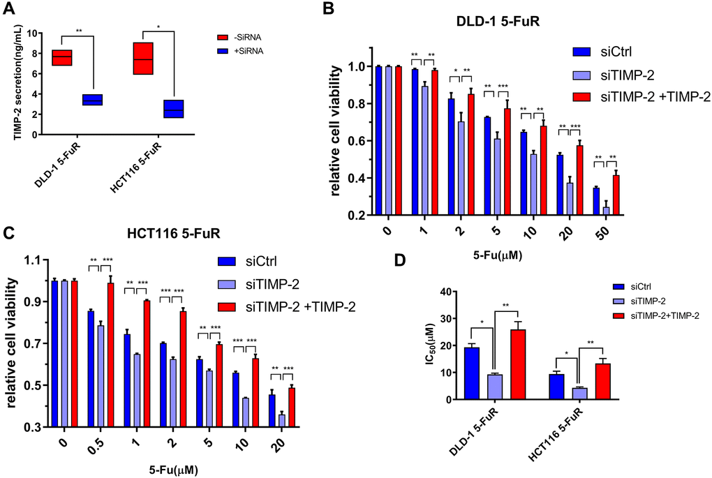 Knockdown of TIMP-2 overcomes 5-Fu resistance in CRC cells. (A) Changes in expression levels of TIMP-2 in DLD-1 5-FuR cells and HCT116 5-FuR cells after control siRNA or TIMP-2 siRNA (30 pg/ml) transfections. (B, C) Relative cell viabilities of DLD-1 5-FuR cells and HCT116 5-FuR cells under increasing concentrations of 5-Fu for 3 days of culture with TIMP-2 siRNA (30 pg/ml) or TIMP-2 siRNA (30 pg/ml) and recombinant TIMP-2 (10 ng/ml) together. (D) Differences in 5-Fu concentrations for 50% inhibition of cell growth (IC50) between the six groups of cells in Figure 5B and 5C above. Data from triplicate wells for 3 independent experiments. *p **p ***p t-test or one-way ANOVA.