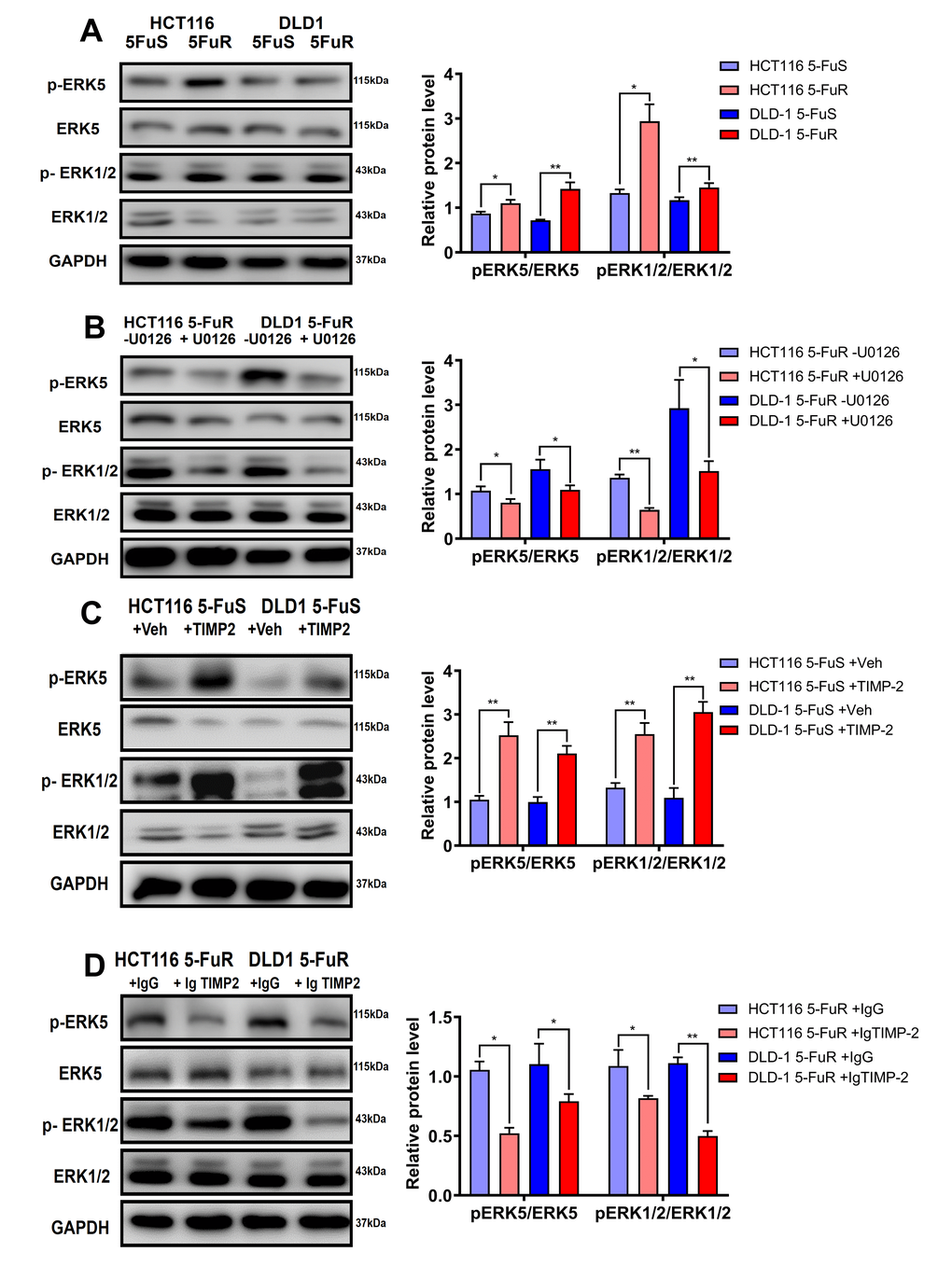 TIMP-2 sustains the activation of ERK/MAPK in CRC cells. (A) Immunoblotting of phosphorylated ERK1/2 and ERK5 in DLD-1 5-FuS cells and DLD-1 5-FuR cells, HCT116 5-FuS cells and HCT116 5-FuR cells. (B) Immunoblotting of phosphorylated ERK1/2 and ERK5 in DLD-1 5-FuR cells and HCT116 5-FuR cells cultured with 5 μM of U0126 for 2 days, which down-regulates ERK/MAPK signaling. (C) Immunoblotting of phosphorylated ERK1/2 and ERK5 in DLD-1 5-FuS cells and HCT116 5-FuS cells cultured with 10 ng/mL of recombinant TIMP-2 for 6 h. (D) Immunoblotting of phosphorylated ERK1/2 and ERK5 in DLD-1 5-FuR cells and HCT116 5-FuR cells cultured with control IgG or 5 μg/mL of TIMP-2 neutralizing antibody for 6 h. Band intensities of western blotting for p-ERK5/ ERK5 and p-ERK1/2/ERK1/2 were analyzed. *p **p ***p t-test.