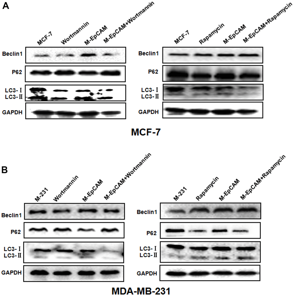 Effect of regulators of autophagy on glycosylation of EpCAM breast cancer cells. Treatment of MCF-7 (A) and MDA-MB-231 (B) cells were treated with 100 nM Wortmannin or 200 nM Rapamycin for 12 hr accompanied with transfected with M-EpCAM plasmid. Expressions of autophagy markers Beclin1, LC3, and p62 proteins were determined by western blot analysis.