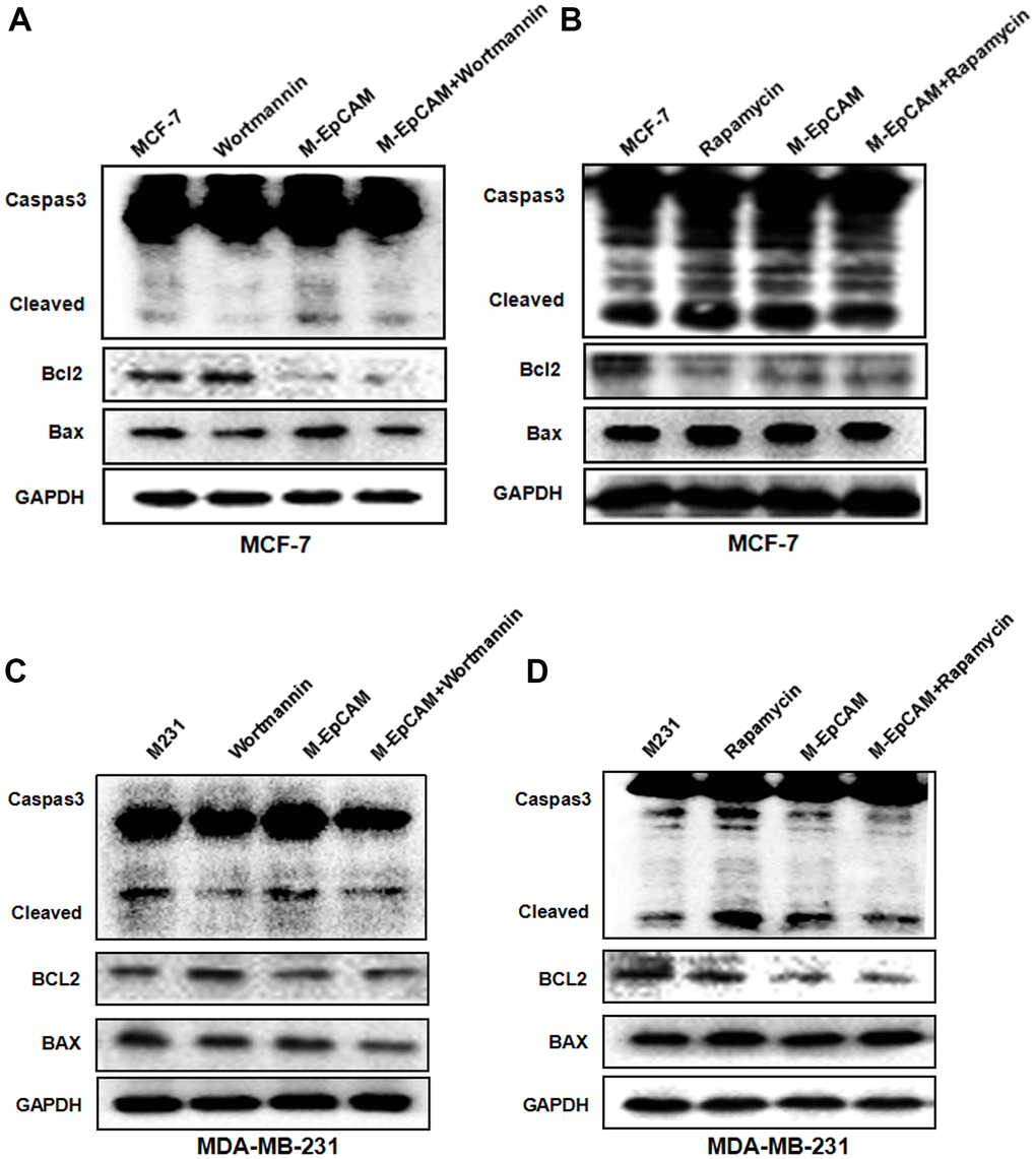 Effect of regulators of autophagy and deglycosylated EpCAM on apoptosis in breast cancer cells. (A, B) MCF-7 cells were incubated with 100 nM Wortmannin 200 nM Rapamycin for 12 hr after transfected with M-EpCAM plasmid. Expression of apoptosis related proteins Caspase 3, Bcl2 and Bax were detected with the method of Western blot. (C, D) MDA-MB-231 cells were incubated with 100 nM Wortmannin 200 nM Rapamycin for 12 hr after transfected with M-EpCAM plasmid. Expression of apoptosis related proteins Caspase 3, Bcl2 and Bax were detected with the method of Western blot.