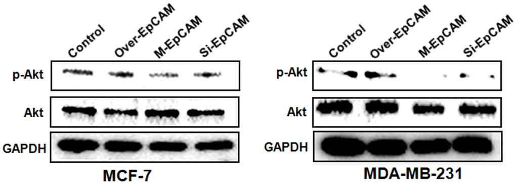 Effects of EpCAM on the PI3K/AKT/mTOR signaling pathway in MCF-7 and MDA-MB-231 cells. MCF-7 and MDA-MB-231 cells were transfected with pCMV-SPORT 6-EpCAM plasmid, si-EpCAM sequence and M-EpCAM plasmid for 48 hr, respectively. Expressions of pAkt and Akt were detected with method of Western blot.