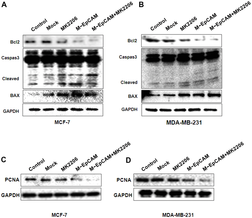 Effects of EpCAM and autophagy on proliferation and apoptosis via PI3K/AKT/mTOR signaling pathway in MCF-7 and MDA-MB-231 cells. MCF-7 (A, C) and MDA-MB-231 (B, D) cells were treated with M-EpCAM plasmid and MK2206 (1μM) for 48 h. Whole cell lysates were subjected to western blot to detect the expression of Caspase 3, Bcl2, Bax and PCAN.
