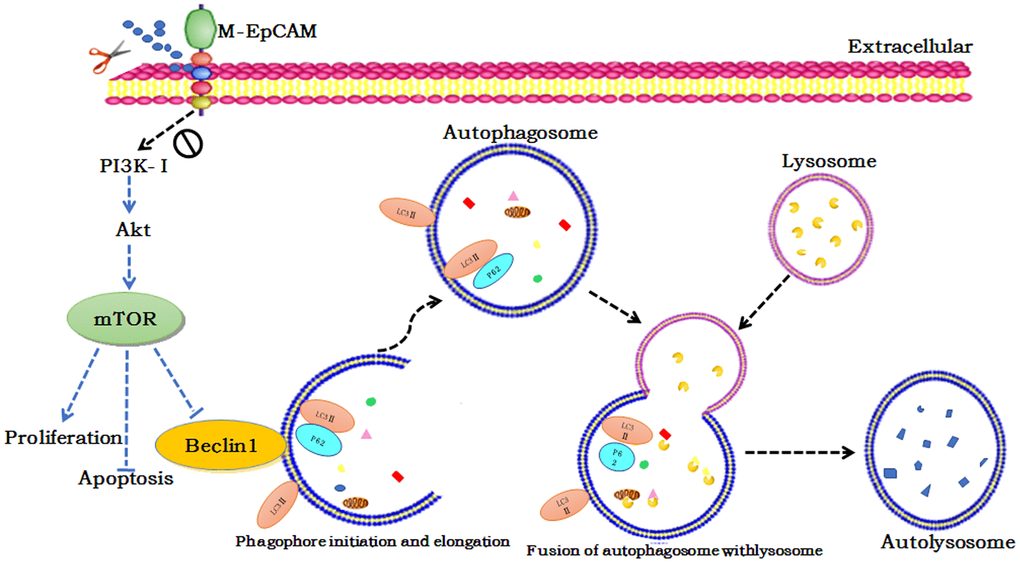 Schematic diagram of the proposed mechanism underlying deglycosylated EpCAM-induced autophagy participated in the proliferation an apoptosis viaI3K/Akt/mTOR signaling in breast cancer cells.