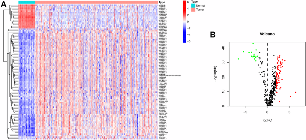 Heatmap and differential expression analysis of immune-related lncRNA in ccRCC. (A) Heatmap of immune-related lncRNA genes between clear cell renal cell carcinoma and normal tissues. Red indicates upregulated, and blue indicates downregulated. (B) Volcano map of immune-related lncRNA between clear cell renal cell carcinoma and normal tissues. Red dots: upregulation with significant differential expression, green dots: downregulation with significant differential expression, black dots indicate no significant difference.