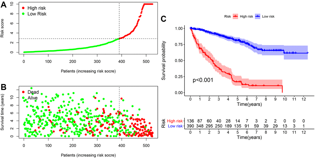 The risk coefficient model of ccRCC predicted outcome. (A) The risk score was divided into high- and low-risk groups. (B) Scatter plot of risk score and outcome for each patient. (C) A Kaplan-Meier curve was constructed based on the survival status of the high- and low-risk groups.