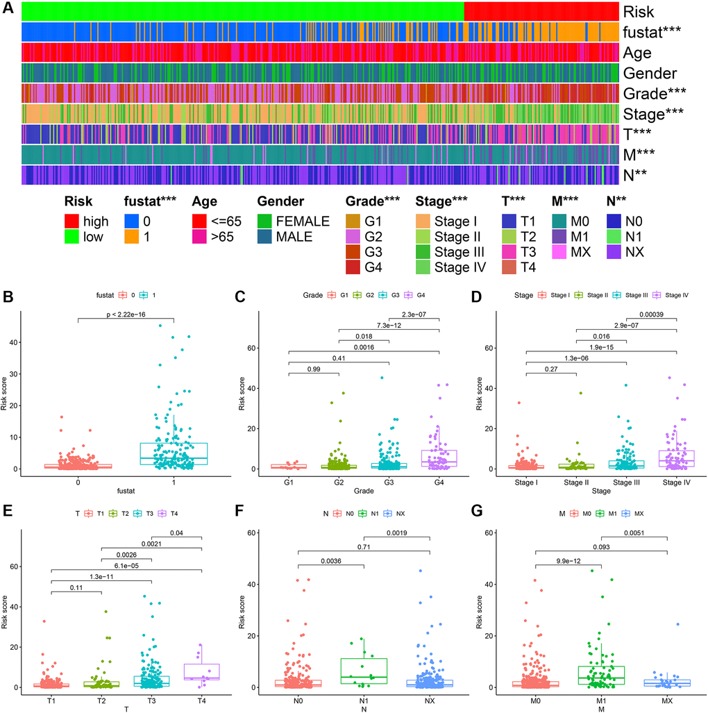 ccRCC risk coefficient model for clinical correlation analysis. The clinical correlation heatmap (A) illustrating that survival (B), tumor grade (C), tumor clinical stage (D), T stage (E), N stage (F), and M stage (G) were closely related to risk factor scores.