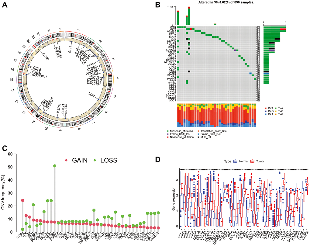 Mutations, CNVs, and diffent expresion of TLS genes in TCGA cohort. (A) The location of CNVs of TLS genes on 23 chromosomes. (B) The somatic mutation frequency of TLS genes in TCGA cohort. (C) The CNV frequency of TLS genes. (D) The different expresion of TLS between 697 gliomas and 1157 normal brain tissues.