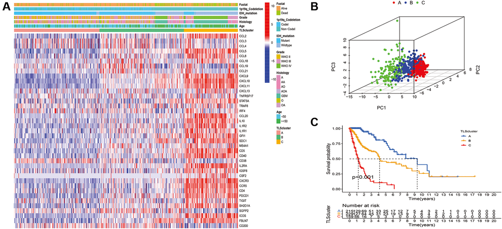 Identification of distinct TLS subtypes in glioma through TLS gene profiling. (A) Heatmaps of three TLS subtypes defined in TCGA cohorts and the relation between TLS subtypes and clinical features. (B) Principal component analysis (PCA) of three metabolic subtypes using candidate genes. (C) Survival analyses show significant differences between the three TLS subtypes in TCGA cohorts.