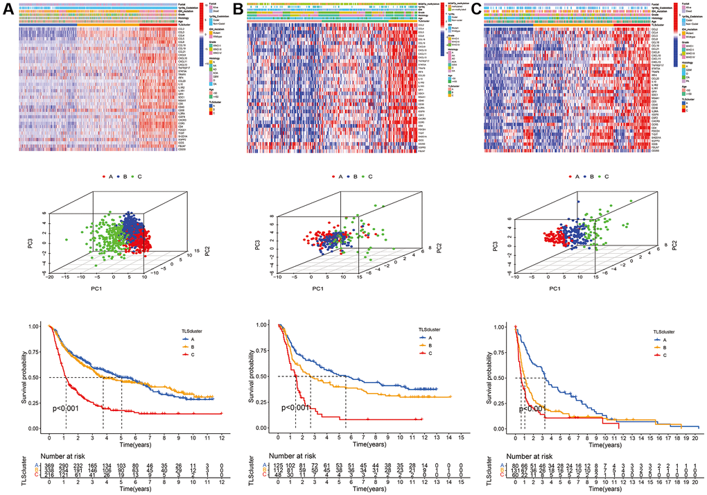 Validation of TLS subtypes in CGGA