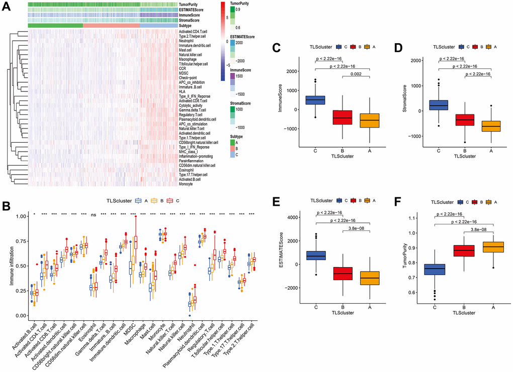 Immune infiltration and tumor microenvironment of three TLS subtypes in TCGA cohort. (A) Heatmap of TLS subtypes associated with immune infiltration and immune funtion. (B) the signature of 23 immune cell among TLS subtypes. (C–F) tumor microenvironment of TLS subtypes. (C) subtype had higher immune, stromal, and ESTIMATE scores compared with the scores of the A and B subtypes; however, tumor purity was lower (Figure 5C–5F).