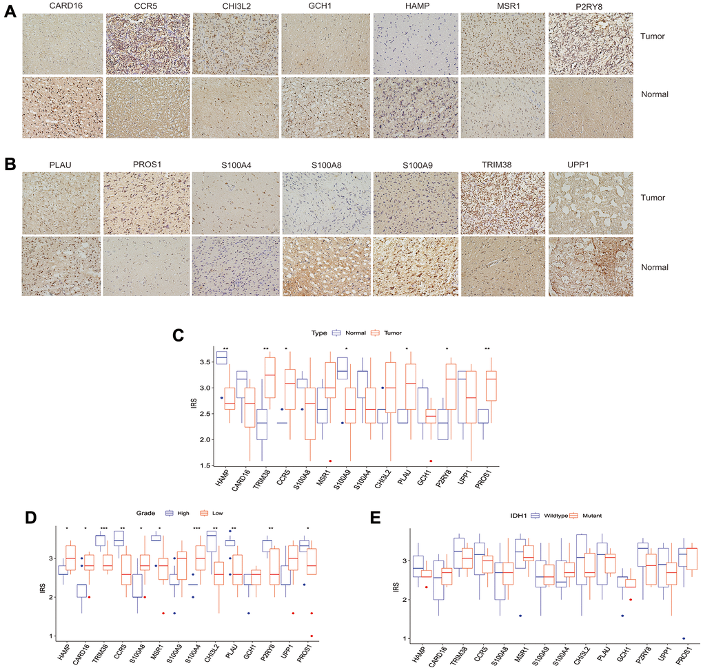 The clinical significance of intersection proteins between TLS subtypes in glioma confirmed by immunohistochemistry. (A and B) The typical image showed the expression status of the 14 intersection proteins in glioma and normal tissues. (C) The expression status of the 14 intersection proteins between glioma and normal tissues. (D) The expression of the 14 proteins associated with tumor grade. (E) the expression of the 14 proteins associated with IDH1 mutation status.