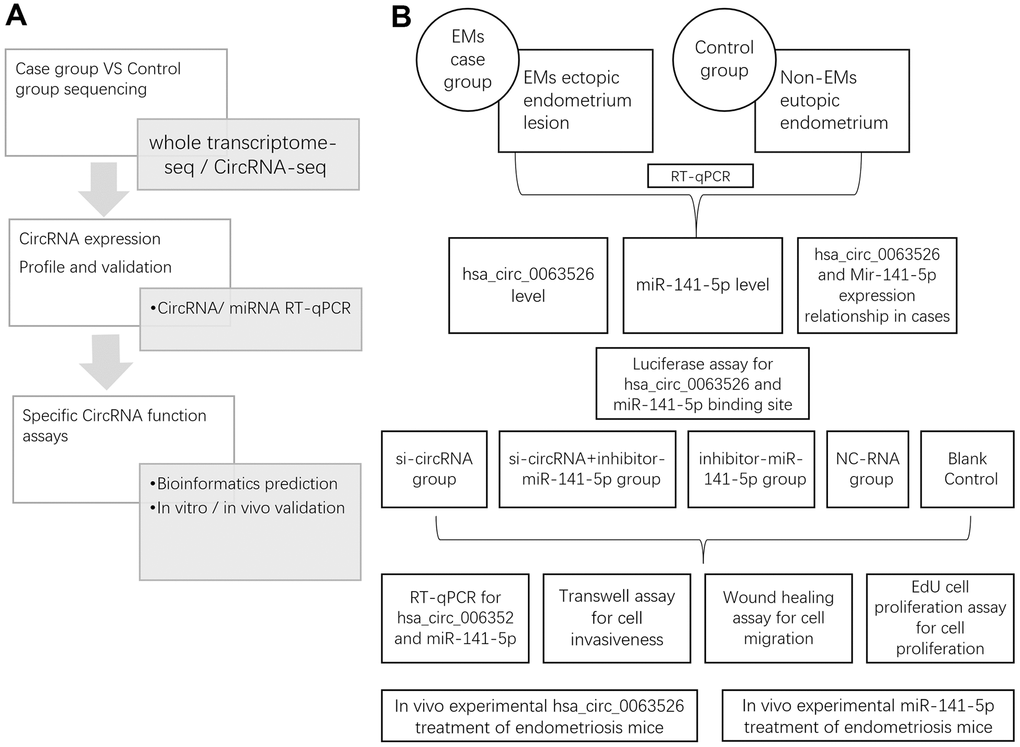 Study design. (A) Whole research design. sequencing, profile validation and function bioinformatics part has been done and published in our previous articles; (B) Experimental design in this study.