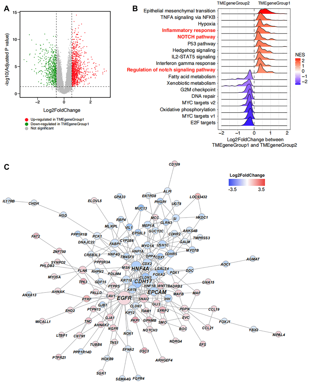 Unsupervised clustering enrichment analysis of DEGs. (A) DEGs between TMEgeneGroup1 and TMEgeneGroup2. The x axis corresponds to log2 transformed fold change value, and the y axis corresponds to –log10 transformed adjusted P value. Up- and down- regulated genes in TMEgeneGroup1 are shown as red and blue dots. (B) GSEA analysis shows the top enriched pathways between TMEgeneGroup1 and TMEgeneGroup2. Pathways were ordered by NES and all pathways had P values less than 0.05. (C) PPI network of the DEGs between TMEgeneGroup1 and TMEgeneGroup2. Up- and down- regulated genes in TMEgeneGroup1 are colored in red and blue. Size of nodes and gene labels correspond to the hub score of genes.