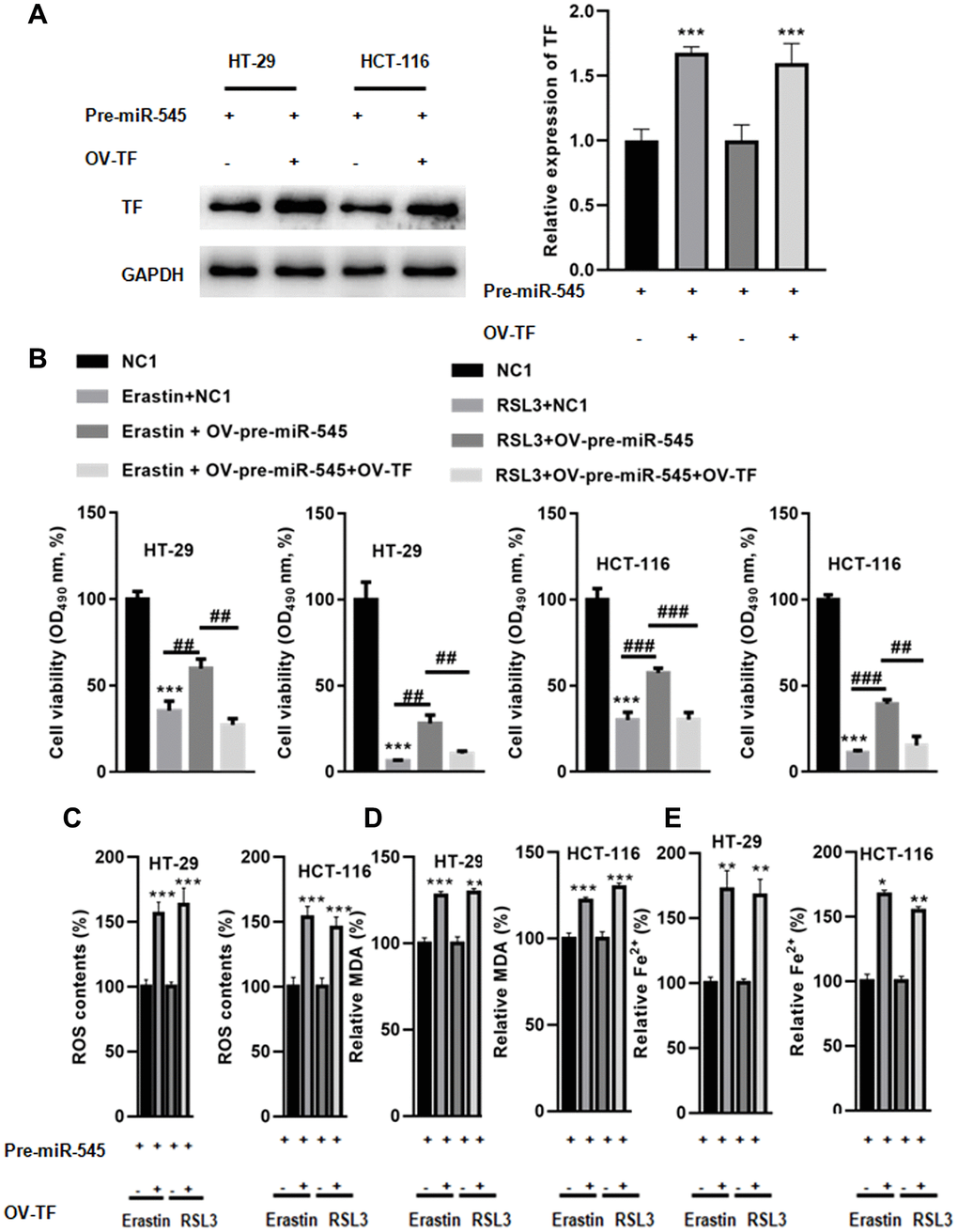Overexpression of TF abolished miR-545-induced downregulation of lipid oxidation and iron accumulation. (A) Transfection with OV-TF significantly increased TF expression in HT-29 and HCT-116 cells in the presence of OV-pre-miR-545. (B) A CCK-8 assay showed that overexpression of TF further augmented erastin and RSL3-induced reduction of cell survival in HT-29 and HCT-116 cells. (C) TF also decreased ROS content in HT-29 and HCT-116 cells treated with erastin and RSL3. (D) MDA levels were also reduced in HT-29 and HCT-116 cells transfected with OV-TF. (E) Fe2+ levels decreased when TF was overexpressed in HT-29 and HCT-116 cells. *p **p ***p 
