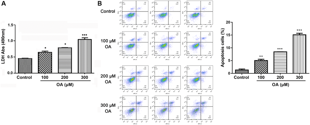 OA treatment increased cell damage. (A) Effect of OA on LDH release. (B) Effect of OA on cell apoptosis. Abbreviations: OA: oleic acid; LDH: lactate dehydrogenase. *P **P ***P 