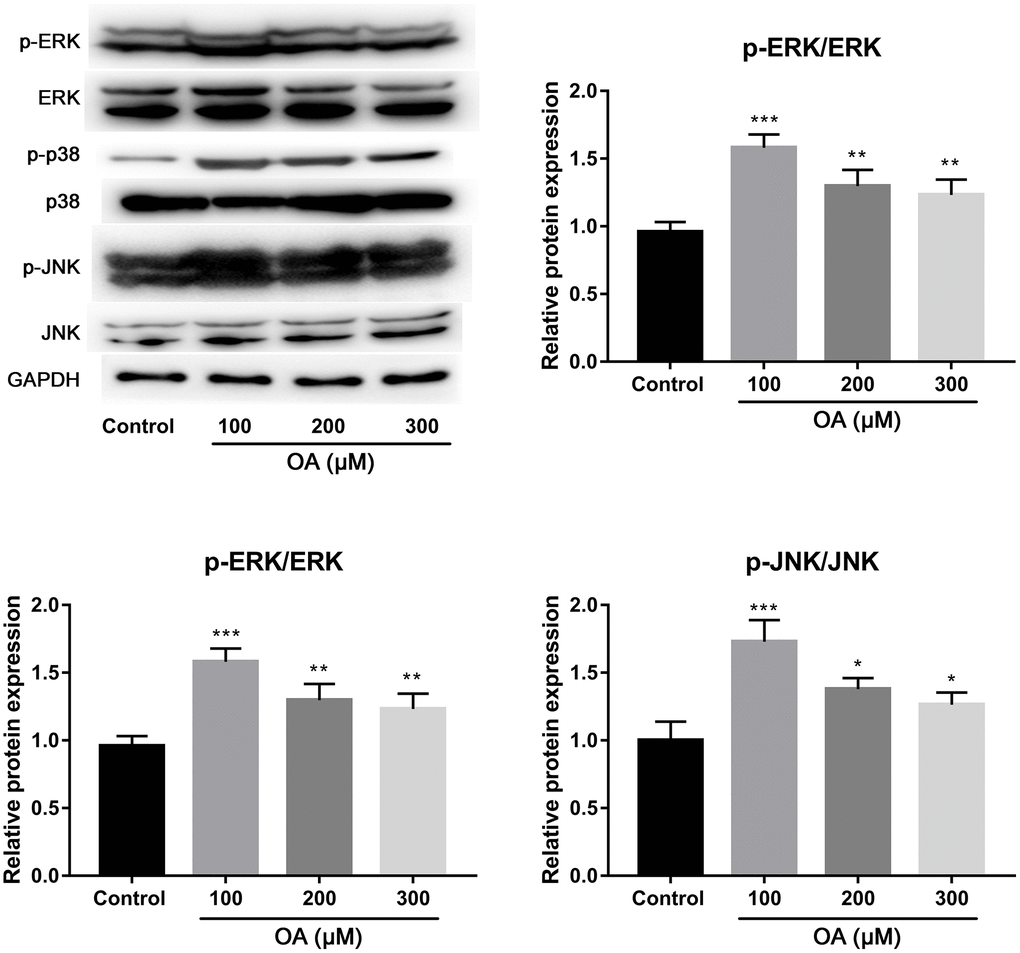 Effect of OA on p38, ERK and JNK signaling pathways. Abbreviation: OA: oleic acid. *P **P ***P 