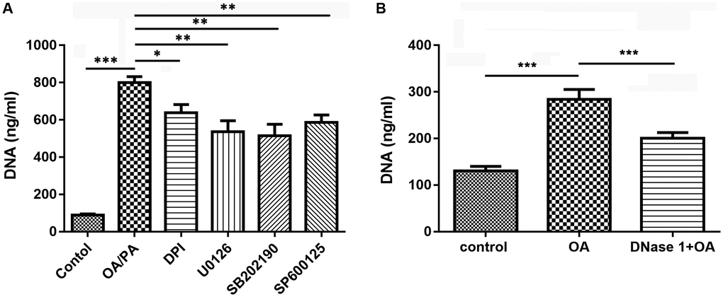 Inhibitors reduced the formation of NETs induced by OA. (A) Effect of DPI, U0126, SB202190, and SP600125 on OA-induced formation of NETs. (B) Effect of DNase I on OA-induced formation of NETs. Abbreviations: OA: oleic acid; NETs: neutrophil extracellular traps; DPI: NADPH oxidase inhibitor; DNase I: NETs inhibitor; SB202190: p38-specific inhibitor; U0126: ERK1/2-specific inhibitor; SP600125: JNK-specific inhibitor. *P **P ***P 