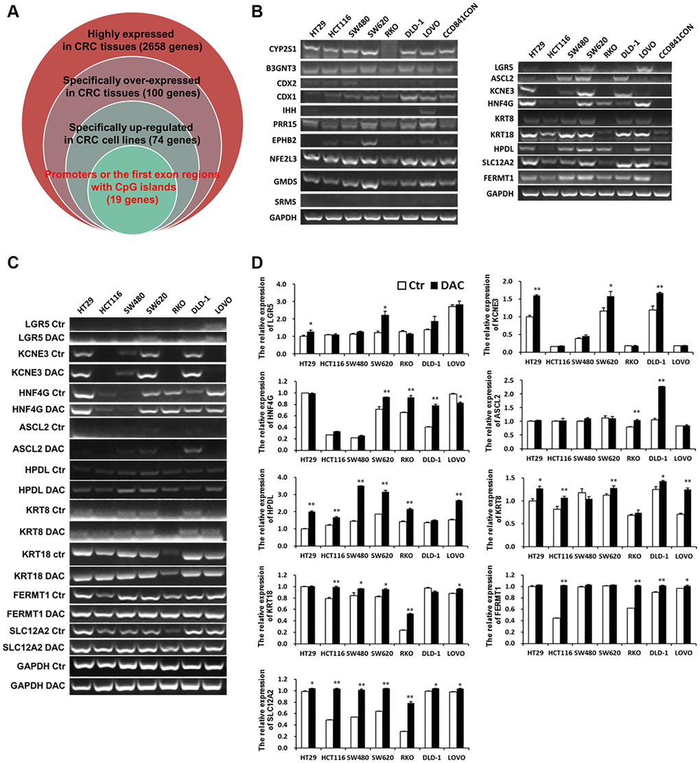 Specific overexpressed and de-methylated genes in CRC tissues were screened by bioinformatics and verified in CRC cell lines by Q-PCR or RT-PCR. (A) Screening specific overexpressed and de-methylated genes in CRC tissues by bioinformatics. (B) Testing the expression of de-methylated genes by Q-PCR in CRC cell lines and a normal colon cell line. The expression of de-methylated genes was tested using Q-PCR (C) and RT-PCR (D) in CRC cell lines after treatment with DAC.