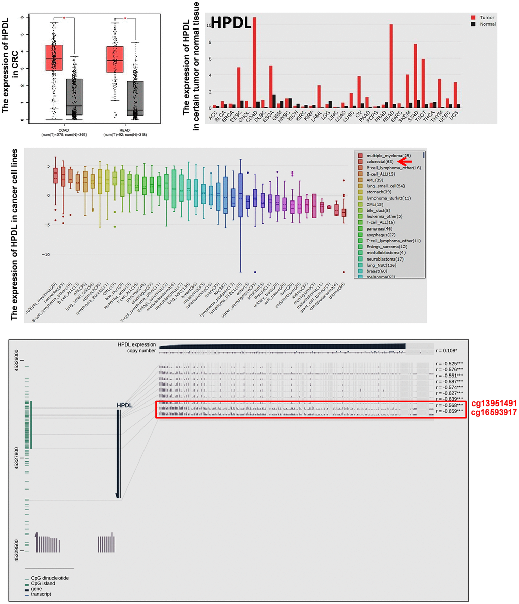 The expression of HPDL in tumor tissues and cancer cell lines and the methylation status of HPDL in CRC tissues. The mRNA expression of HPDL in certain tumor tissues and CRC tissues was analyzed by GEPIA. The mRNA expression of HPDL in cancer cell lines was analyzed by CCLE. The relationship between the expression and promoter methylation level of HPDL in CRC tissues was analyzed by MEXPRESS. The red frame showed HPDL methylation status in CRC and normal tissues (Probes ID: cg13951491 and cg16593917). Abbreviations: COAD: colon adenocarcinoma; READ: rectum adenocarcinoma.