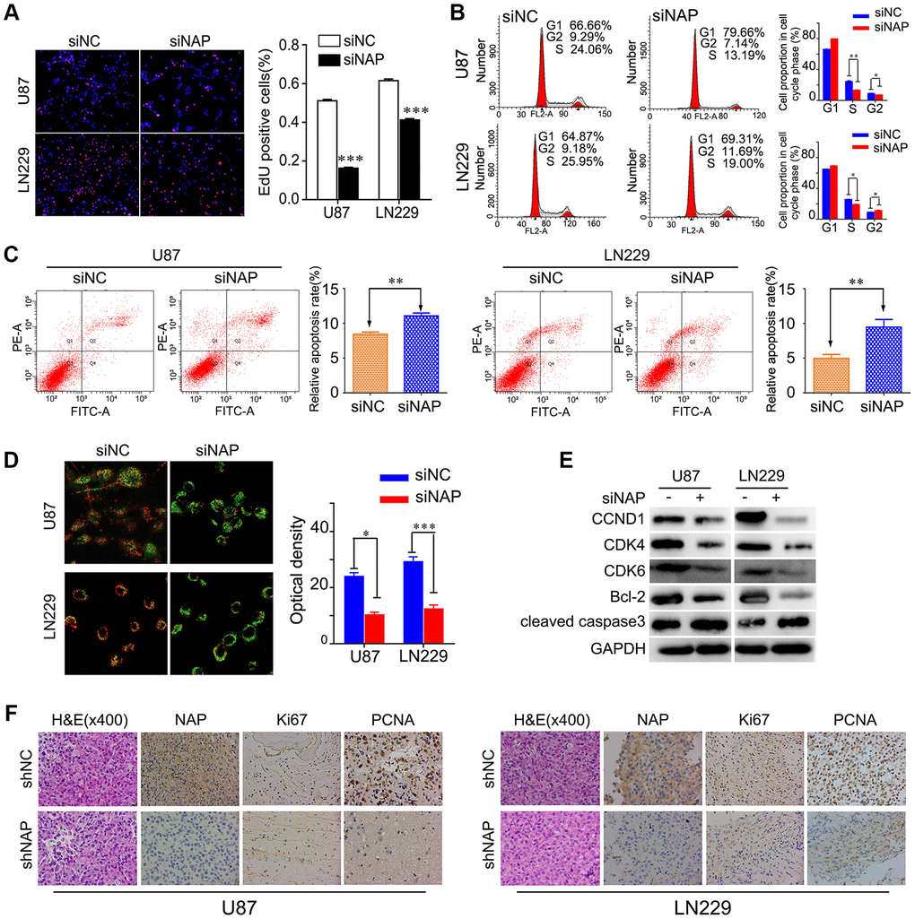 NAP1L1 controls the expression of cell cycle and apoptosis associated genes via the CCND1/CDK4/CDK6 signaling pathways in glioma. EdU incorporation assay (A), Cell cycle analysis (B), Cell apoptosis assay (C) Mitochondrial membrane potential assay (D) in U87 and LN229 cells transfected with control siRNA (siNC) or NAP1L1 siRNA (siNAP). (E) Western blotting analysis of the protein levels of CCND1, CDK4, CDK6, Bcl-2 and cleaved caspase3 after transfecting siNC or siNAP into U87 and LN229 cells. (F) The H&E of the nude mice tumor tissues. NAP1L1, Ki67, and PCNA was evaluated by immunohistochemical staining. Compared with shNAP cells, the shNC cell tumor tissues were high expression. *P **P ***P 