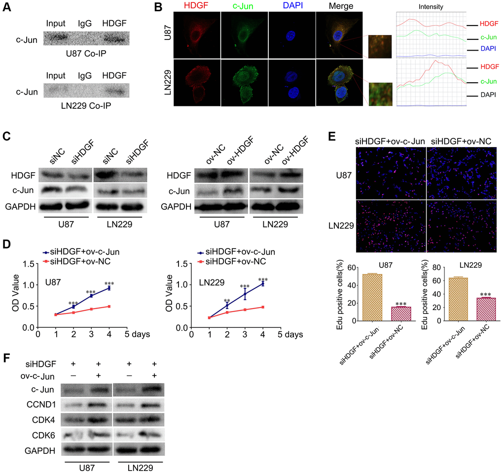 HDGF interacts with c-Jun and c-Jun overexpression reverses the effect of HDGF knockdown on proliferation of glioma cells. (A) Co-IP experiments detected the interaction of endogenous HDGF and c-Jun in U87 and LN229 cells. (B) Representative immunofluorescence staining and intensity of HDGF and c-Jun protein in U87 and LN229 cells. Scale bar, 5 μm. (C) c-Jun expression in U87 and LN229 cells transfected with siHDGF or HDGF-overexpressing plasmid. The MTT assay (D) and EdU incorporation assay (E) in glioma cells after transfecting c-Jun-overexpressing plasmid. (F) Western blotting for c-Jun, CCND1, CDK4 and CDK6 in glioma cells after transfected with c-Jun-overexpressing plasmid. GAPDH served as the internal control. Data are presented as the mean ± SD for three independent experiments. *P **P ***P 