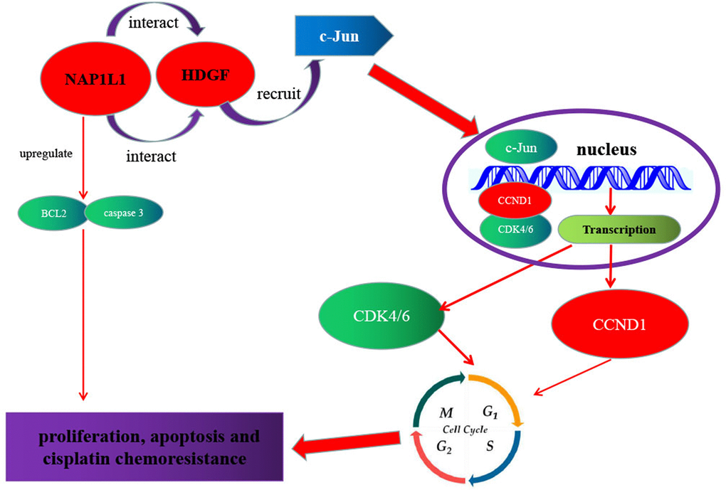 Schematic of NAP1L1 promoting glioma development. NAP1L1 interacts with HDGF, while the latter recruits c-Jun, a key oncogenic transcription factor that can induce CCND1/CDK4/CDK6 expression, and thus promotes proliferation and chemoresistance of glioma cells.