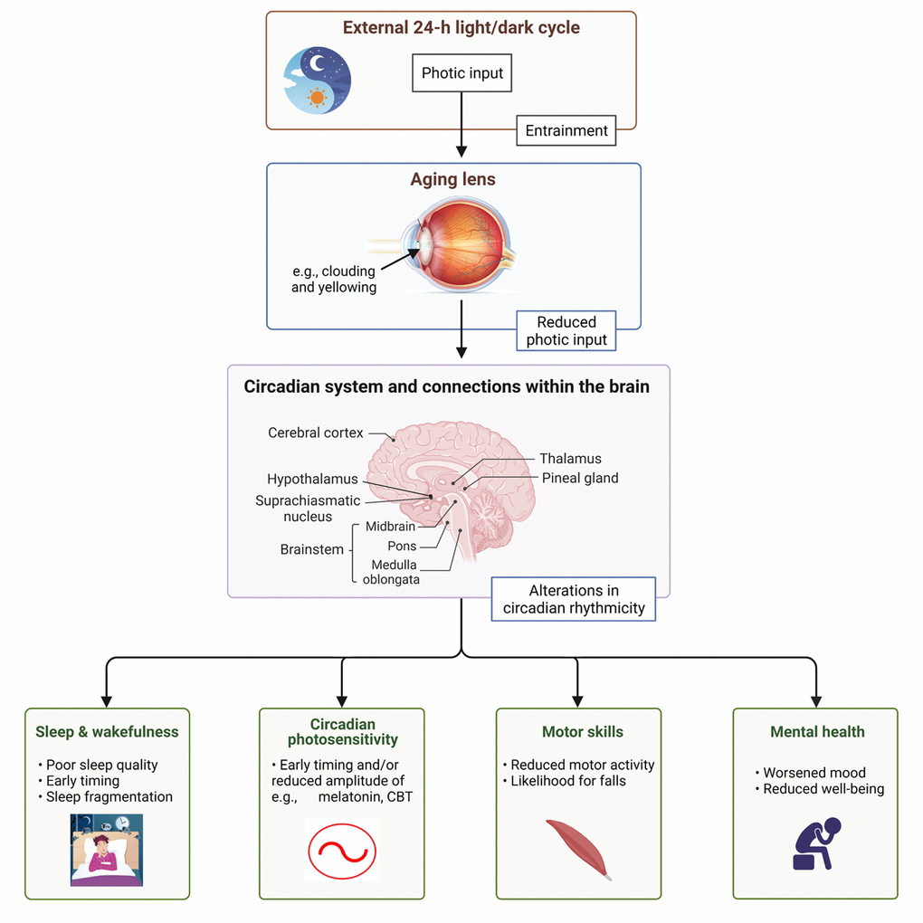 Conceptual framework for the effects of aging on light sensitivity within the eye and downstream.