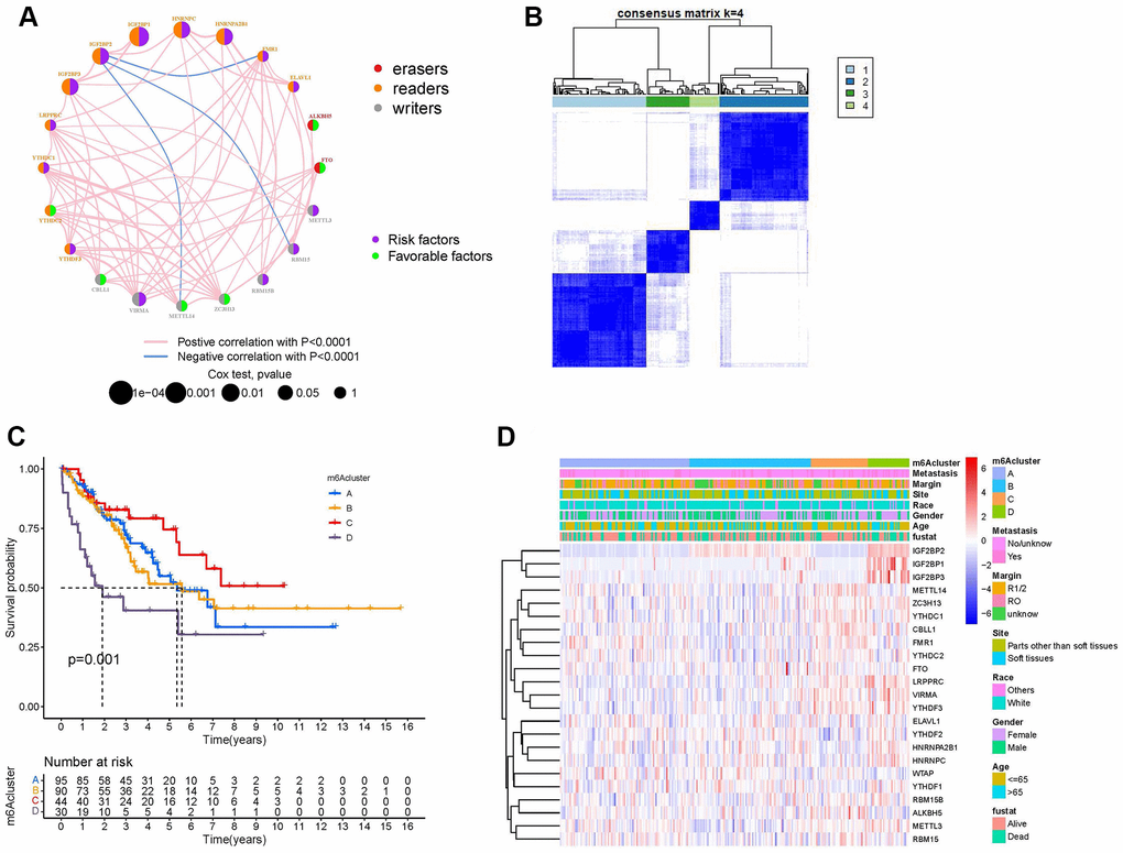 Establishment of m6A methylation modification patterns. (A) Regulatory functions and interactions of the 23 m6A regulators in sarcoma. The size of the circle represents the influence of different regulators on prognosis, while the Log-rank test was used to calculate values ranging from P −4, P P P P > 0.05. Purple dots in circles, prognostic risk factors; green dots in circles, prognostic favorable factors. Erasers, readers, and writers are indicated by red, orange, and gray dots, respectively. The regulators' lines show their interactions, with negative correlations marked in blue and positive correlations in red. (B) The consensus matrix heatmap defined four m6A methylation modification clusters from 259 patients with sarcoma. (C) Kaplan-Meier curves of the overall survival rates of 259 patients with sarcoma with four m6A methylation modification clusters. (D) The heat map shows the expression levels of 23 m6A regulators in different m6A modification clusters and various clinicopathological features.