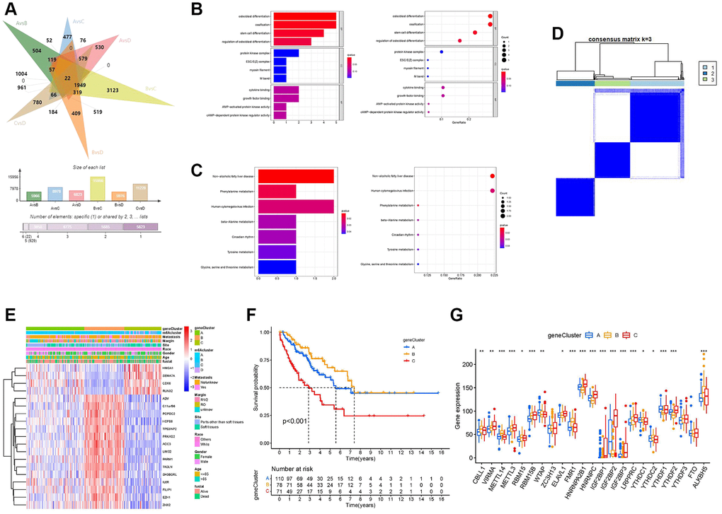 Development of the m6A score and exploration of functional annotation. (A) Venn diagram showing 22 m6A-associated differentially expressed genes (DEGs) between the six clusters compared. (B) Functional annotation of m6A-related DEGs using Gene Ontology (GO) enrichment analysis. (C) Functional annotation of m6A-related DEGs using Kyoto Encyclopedia of Genes and Genomes (KEGG) enrichment analysis. (D) The consensus matrix heatmap defined three m6A gene clusters. (E) The heat map shows the expression levels of 22 m6A-related DEGs in different m6A gene clusters and various clinicopathological features. (F) Kaplan-Meier curves of the overall survival rates of 259 patients with sarcoma with three m6A gene clusters. (G) Expression levels of 23 m6A regulators in each of the three m6A gene clusters. Asterisks represent the statistical P-values (*P **P ***P 