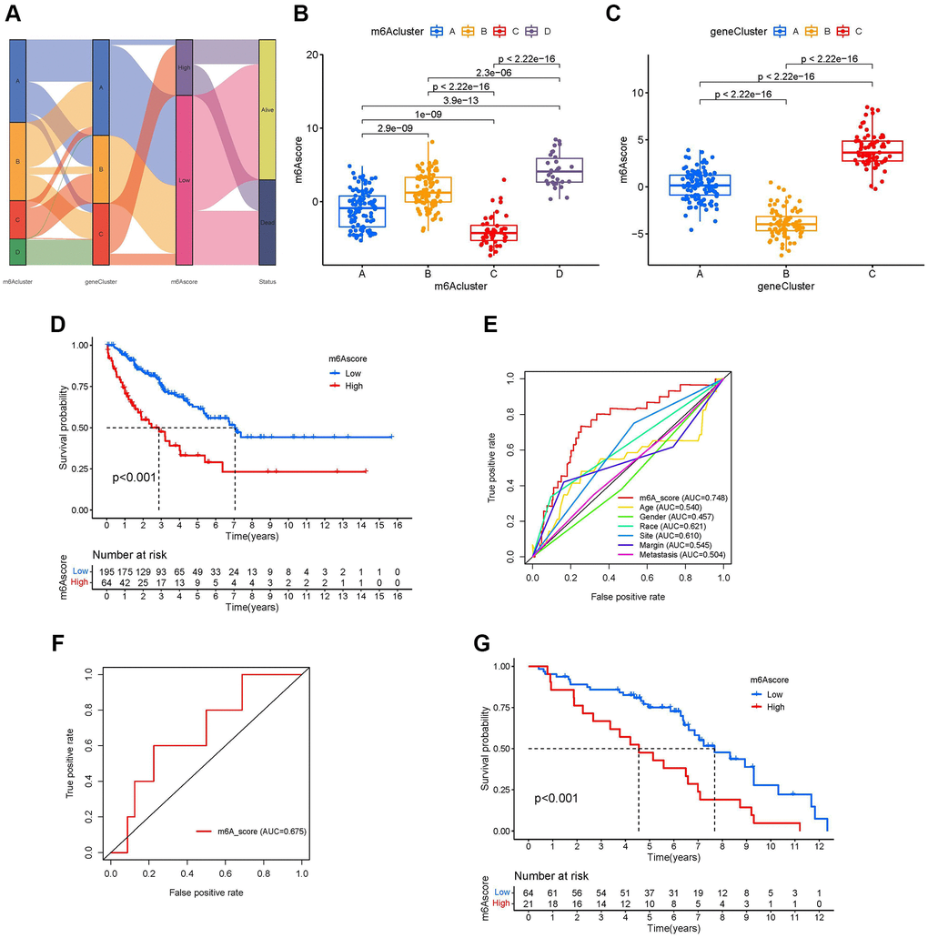 Development of the m6A score and exploration of m6A-related clinical features. (A) Sankey diagrams of different m6A modification clusters, m6A gene clusters, m6A scores, and different prognosis status. (B) Differences in the m6A scores among four m6A modification clusters (P-value C) Differences in the m6A scores among three m6A gene clusters (P-value D) Survival analyses for low-and high-m6A score groups using Kaplan-Meier curves (P-value E) Comparison of the area under the receiver operating characteristic curve between the m6A score and clinicopathological characteristics. (F) The receiver operating characteristic curve of m6A score in the validation set GSE63157 (Area under curve = 0.675). (G) Survival analyses for low- and high-m6A score groups using Kaplan-Meier curves in validation set GSE63157 (P-value 