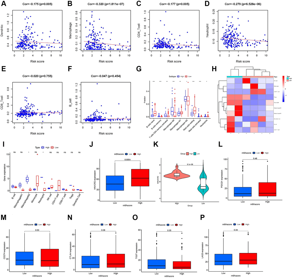 Role of the m6A score in immunotherapy. Infiltration abundances of six types of immune cells (Pearson correlation analysis). (A) Dendritic Cells (Cor = –0.175, P-value = 0.005). (B) Macrophages (Cor = –0.320, P-value C) CD4+ T cells (Cor = –0.177, P-value = 0.005). (D) Neutrophil (Cor = –0.279, P-value E) CD8+ T cells (Cor = –0.020, P-value = 0.755). and (F) B cells (Cor = –0.047, P-value = 0.454). (G) Box plots visualizing significantly different immune cells between high- and low-m6A score groups. Infiltration degrees of naive B cells, M1 macrophages, and resting mast cells were higher in the low-m6A score group than the high-m6A score group. Meanwhile, the infiltration degrees of memory B cells, activated memory CD4 T cells, M0 and M2 macrophages, and activated mast cells were higher in the high-m6A score group than the low-m6A score group. (H) Ten immune cells infiltration heat map of the six patients from Tianjin Medical University Cancer Institute and Hospital. (I) Infiltration degrees of M2 macrophages and neutrophils were higher in the high-m6A score group than the low-m6A score group in the six patients validation set. The box plot shows the differences in (J) hepatitis A virus cellular receptor 2 (HAVCR2) between high- and low-m6A score groups in TCGA database, (K) HAVCR2 between high- and low-m6A score groups in the validation set, GSE63157, and (L) programmed cell death 1 (PD-1), (M) CD274, (N) cytotoxic T lymphocyte-associated antigen-4 (CTLA-4), (O) T cell immunoglobulin and ITIM domain (TIGIT), and (P) lymphocyte activation gene-3 (LAG3) between high- and low-m6A score groups in The Cancer Genome Atlas (TCGA) database. Asterisks represent the statistical P-values (*P-value **P-value ***P-value 