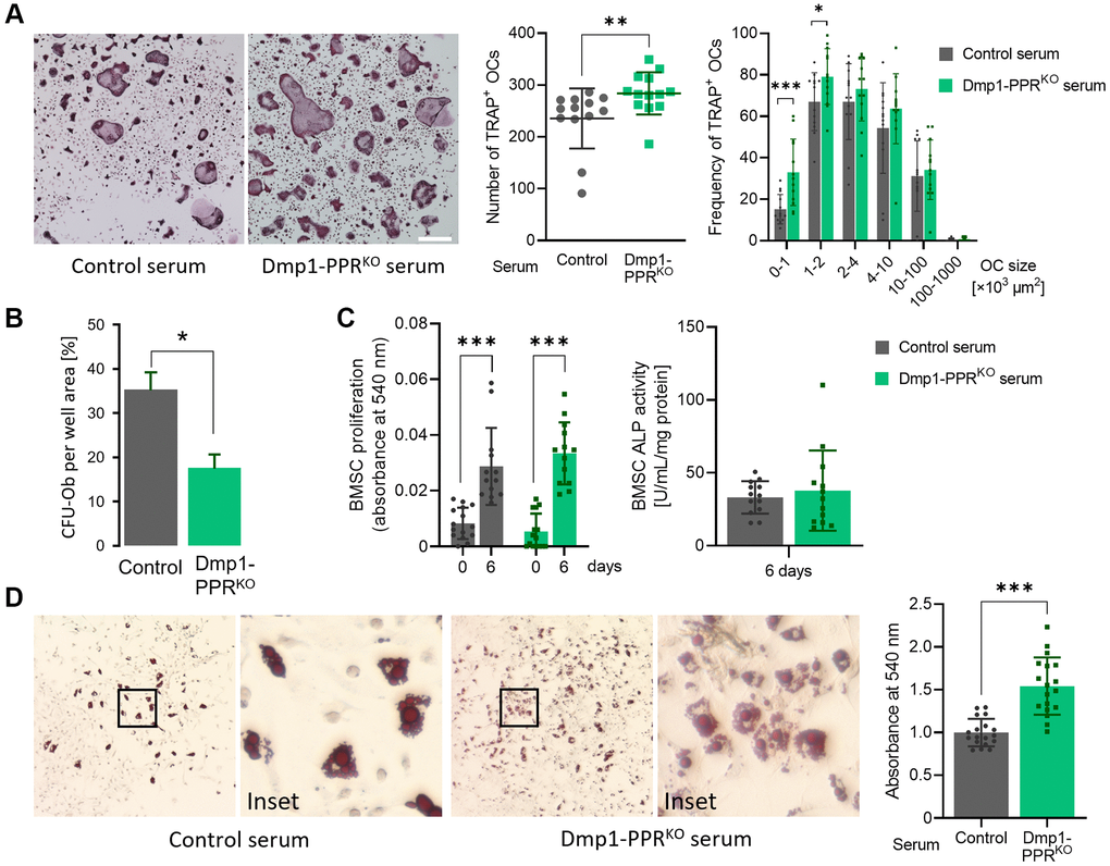 Serum from Dmp1-PPRKO mice increases osteoclastogenesis and adipogenesis. (A) Representative TRAP staining images of BMMCs isolated from 3-month-old male control mice under osteoclastic differentiation in the presence of serum from 13-month old male control and KO mice. The total number (middle) and size distribution (right) of TRAP+ osteoclasts (OCs) per field were quantified. N = 13 per group. Data are presented as mean ± SEM. (B) CFU assay for osteoblasts was performed on BMSCs isolated from 13-month-old male control and Dmp1-PPRKO animals. Data are presented as mean ± SEM. (C) Proliferation assay (left) and ALP activity assay (right) were performed on BMSCs isolated from 3-month-old male control mice under osteogenic differentiation in the presence of serum from male control and Dmp1-PPRKO mice at 13 months of age. ALP activity assay was performed on day 6 of the osteogenic differentiation. N = 13–15 per group. (D) Representative Oil-red-O staining images of BMSCs isolated from 3-month-old male control mice under adipogenic differentiation in the presence of serum from male control and KO mice at 13 months of age. Quantification of lipid was performed by elution of Oil-red-O stain. N = 18 per group. Mann-Whitney test (A) or paired or unpaired t test (B–D) was performed. *p **p ***p 