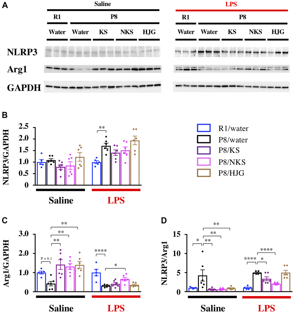 Distinct efficacy of different Kampo formulas for blocking neuroinflammatory priming in the hippocampus of SAMP8 mice at 19 weeks of age. (A) Representative western blotting images of NLRP3, Arg1, and GAPDH expression. Expression of NLRP3 (B) and Arg1 (C) were normalized based on GAPDH expression. (D) Pro-inflammatory/anti-inflammatory balance. Data are shown as the mean ± SEM (n = 5 or 6). *P **P ***P ****P 